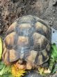 Rehomed///Marginated : Young approx  4/5 years old (Rishi)
